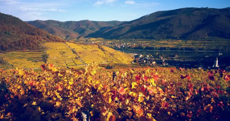Wachau Valley Small Group Tour and Wine Tasting